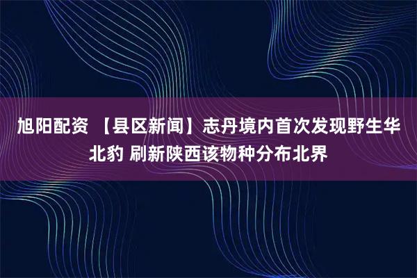 旭阳配资 【县区新闻】志丹境内首次发现野生华北豹 刷新陕西该物种分布北界